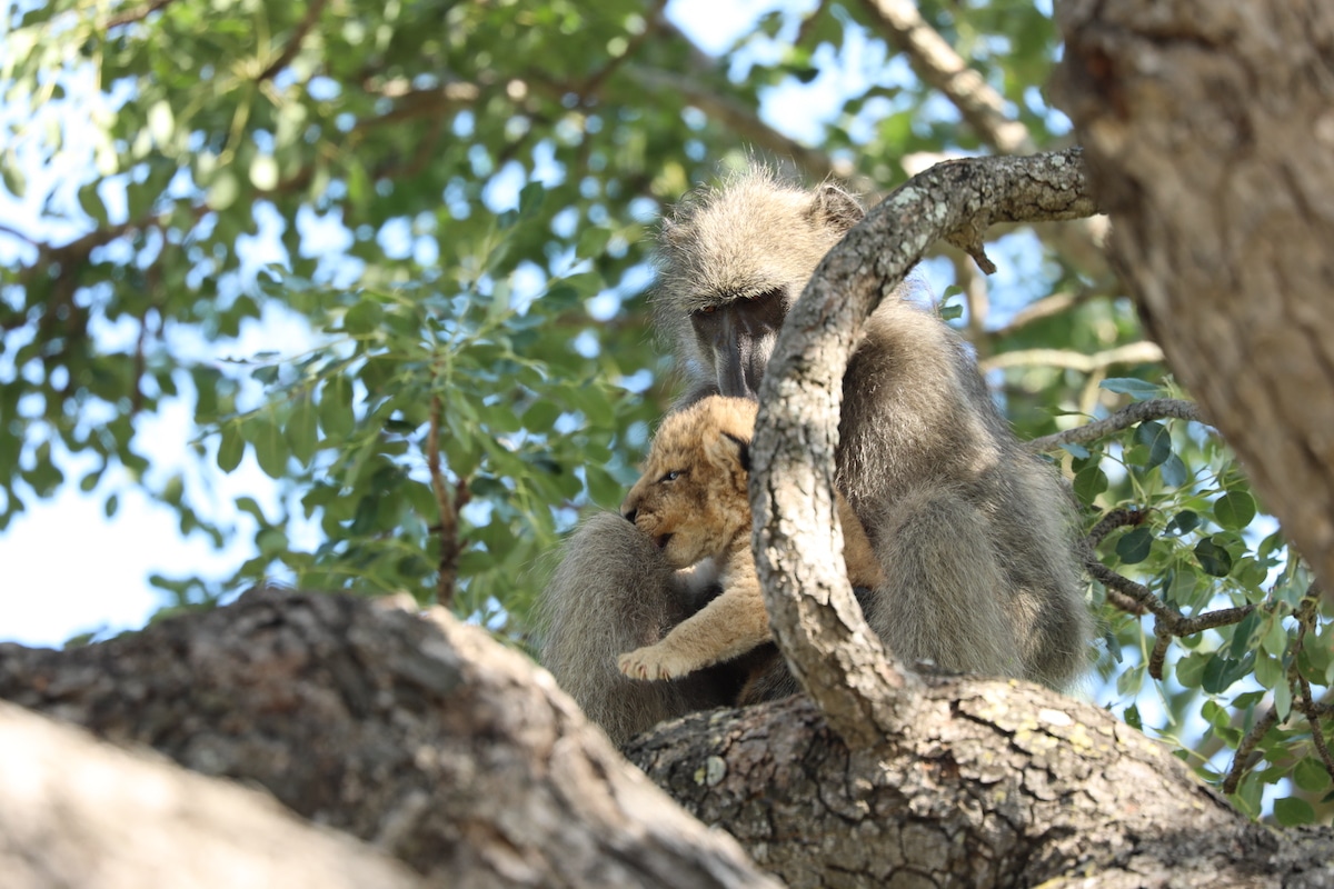 Babuino cargando a un león bebé