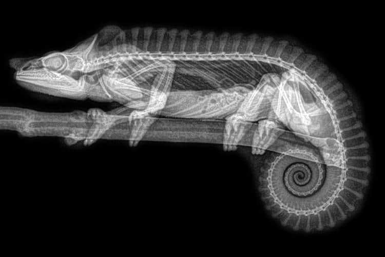 X Ray of a Chameleon