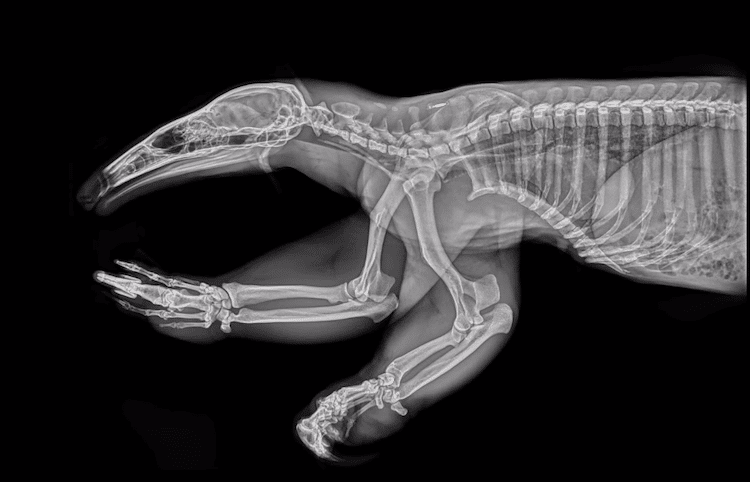 15 thrilling animal x rays from the oregon zoo