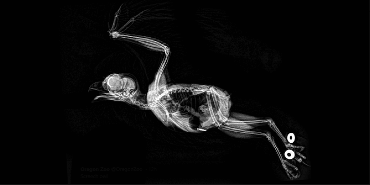 X Ray of a Screech Owl