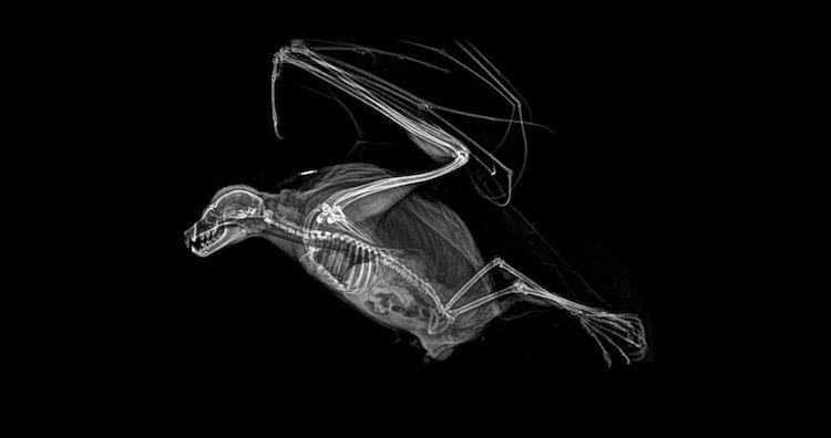 Rodrigues Flying Fox X Ray