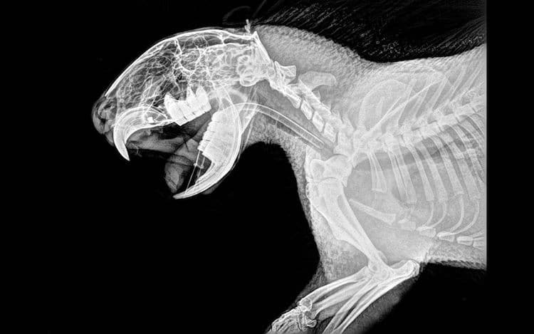 Cape Porcupine X Ray