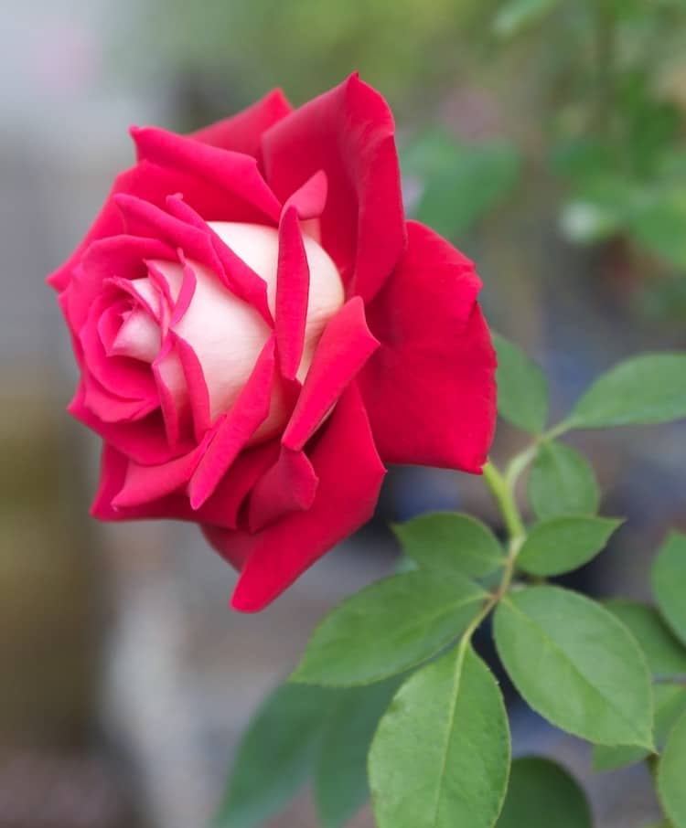 The Red and White Osiria Rose Has Taken the Internet by Storm