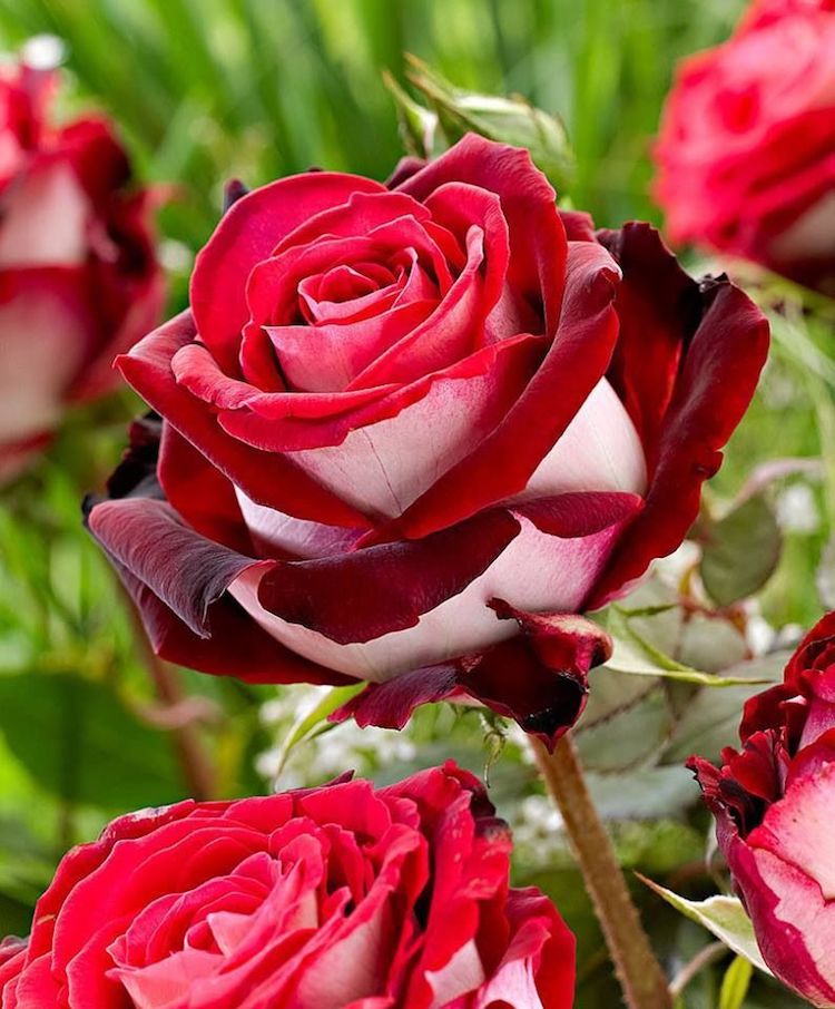 Osiria Hybrid Tea Rose