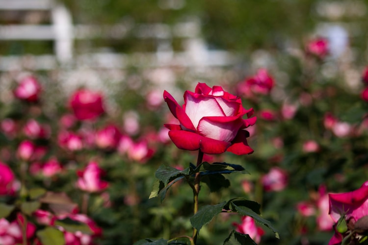 Rosa Osiria - variedad híbrida de rosa