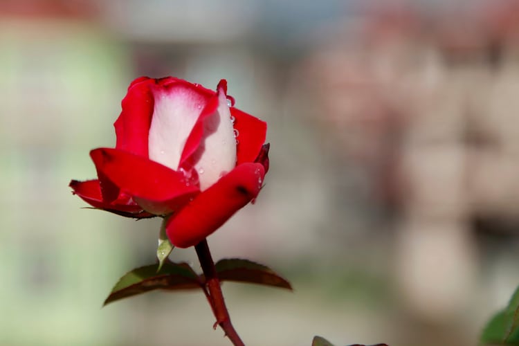 Real Osiria Rose Growing in a Garden