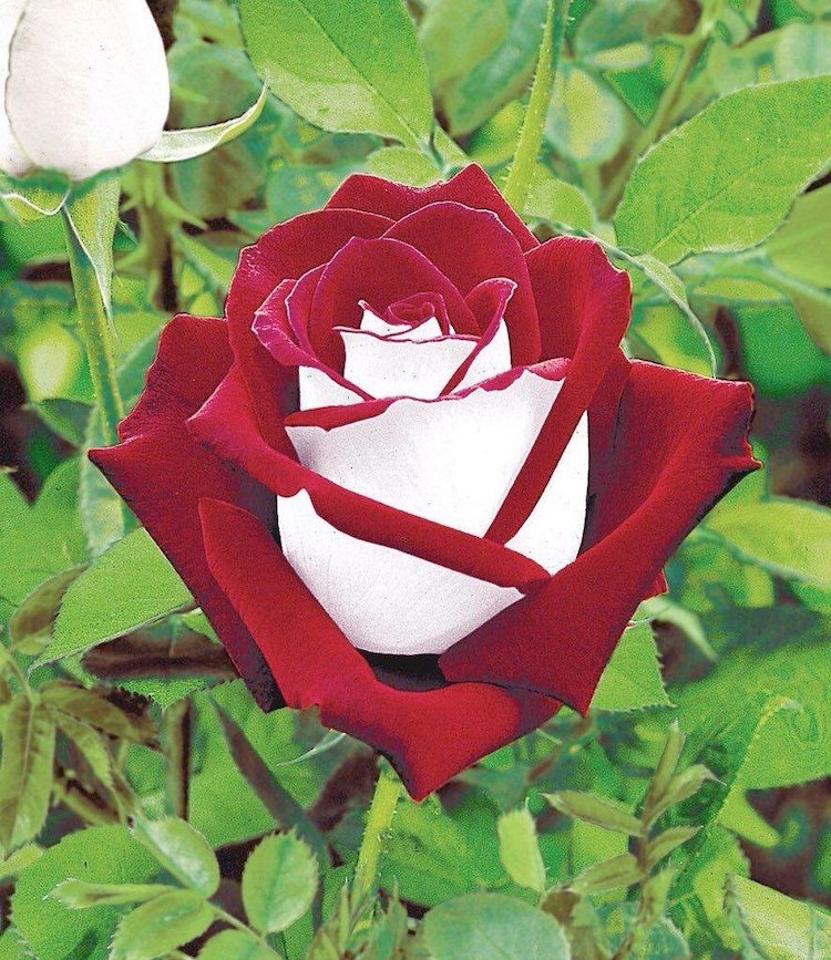 Imagen editada de una rosa Osiria