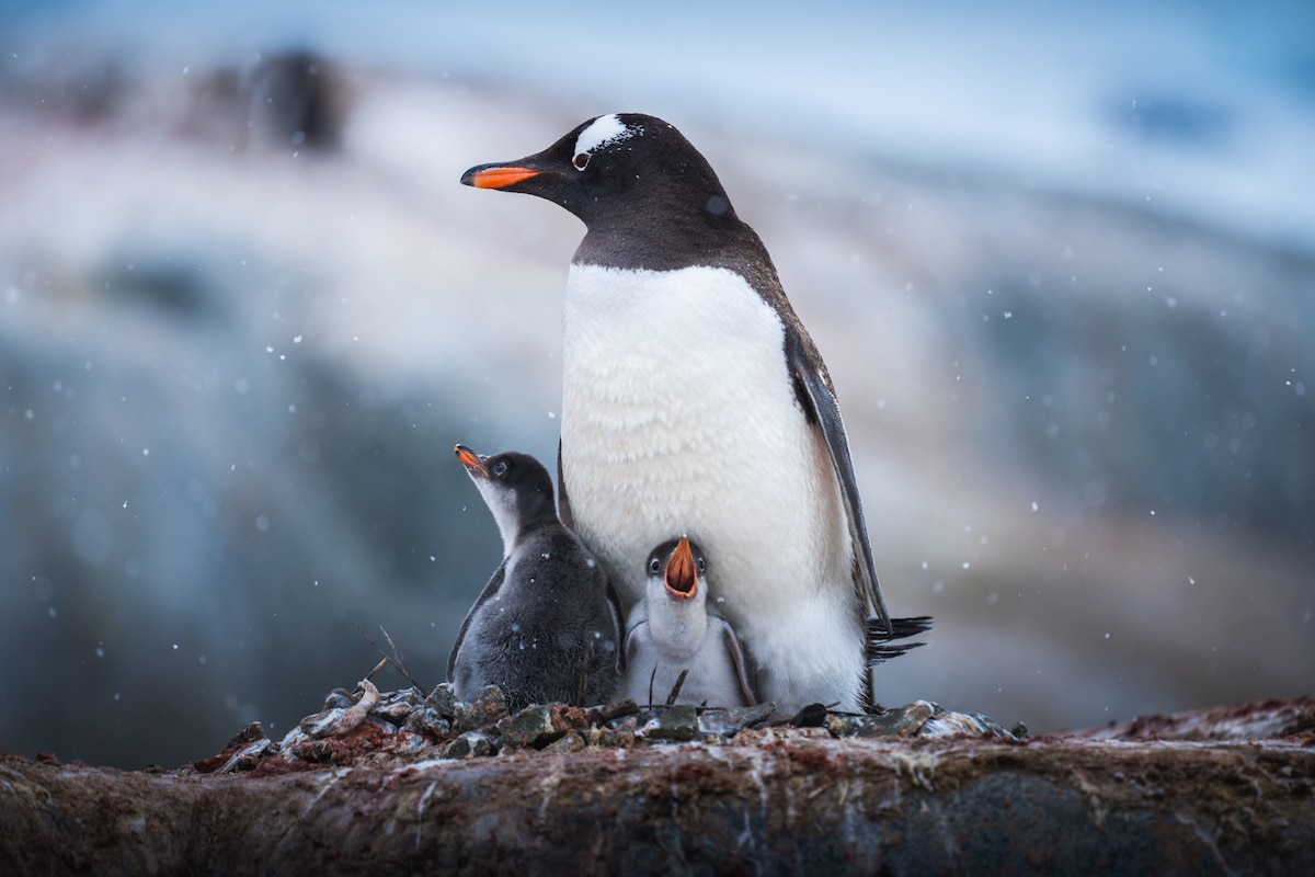 Penguins in Antarctica by Albert Dros