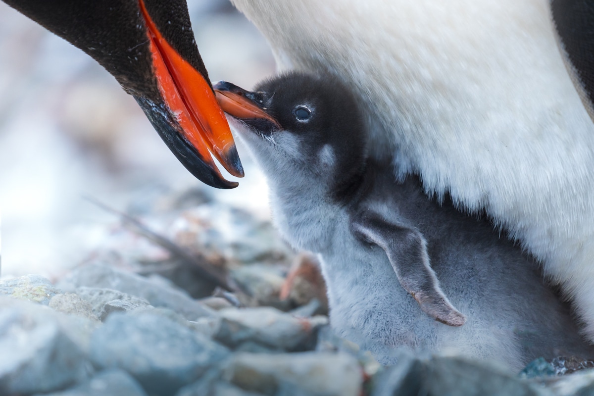 Penguin chick nuzzling parent