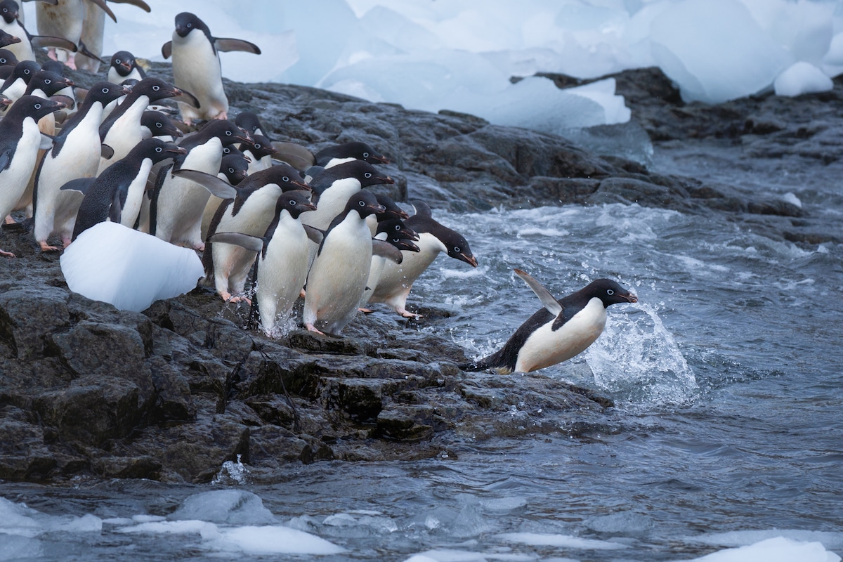 Penguins Diving in the Water