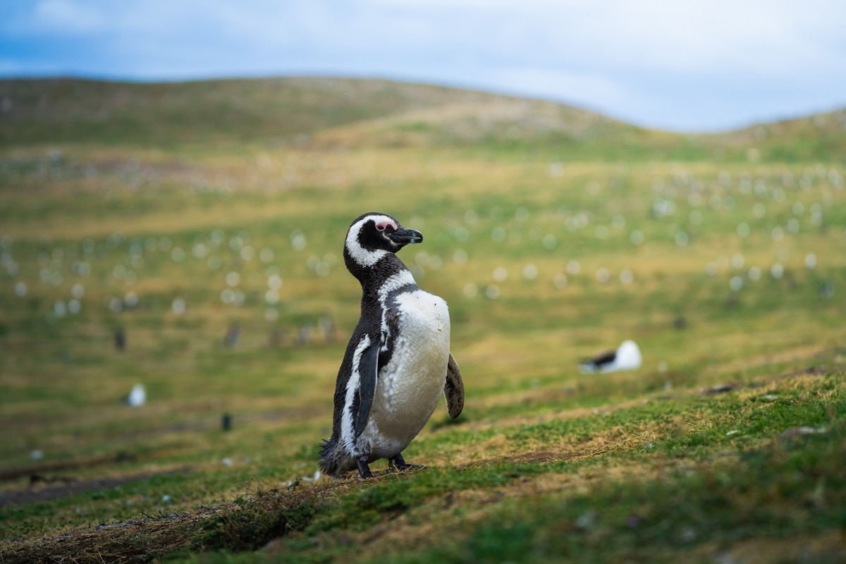 Pingouin antarctique debout sur l'herbe