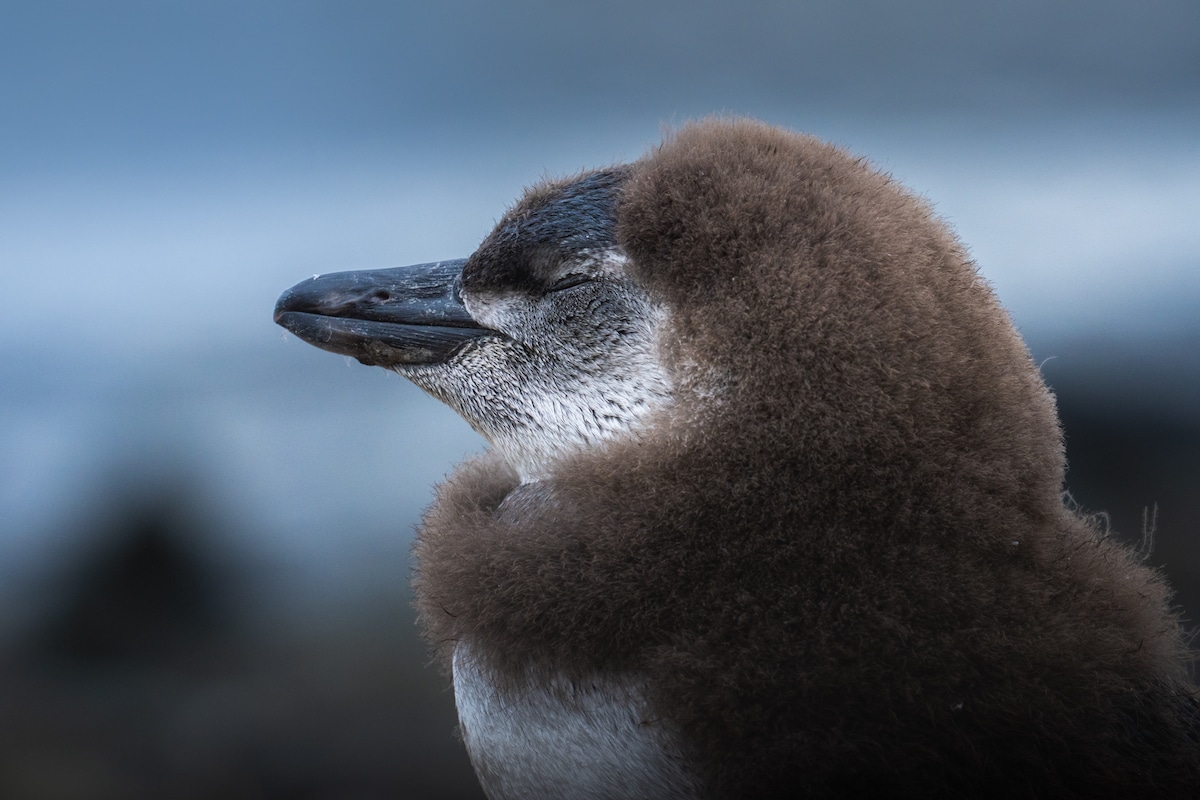 Close Up Portrait of a Penguin