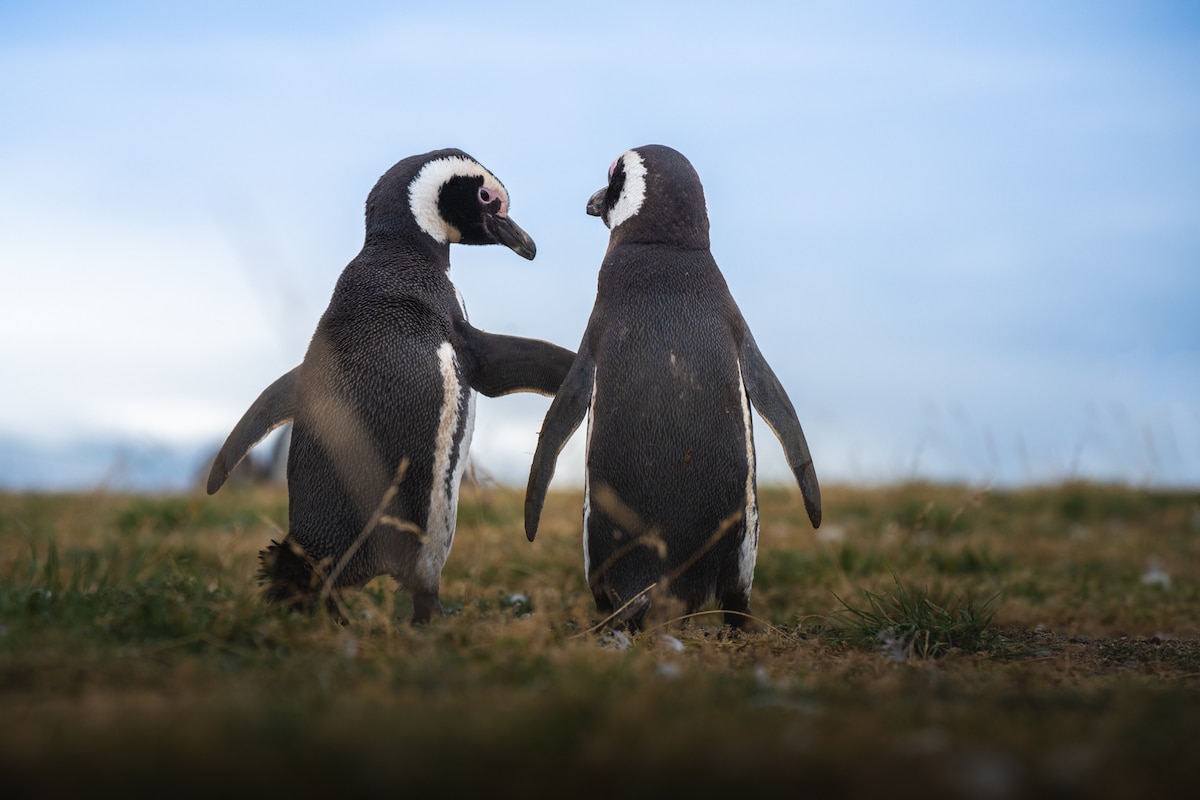 Penguin Behavior