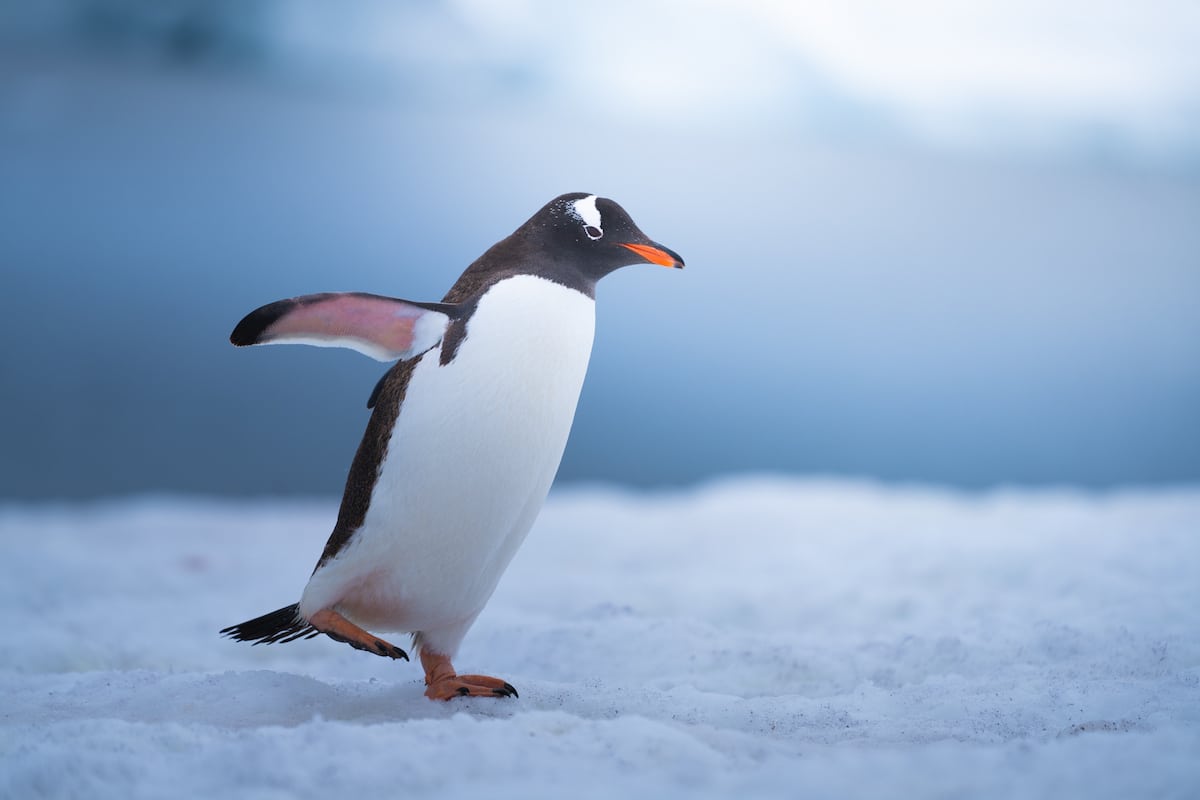 Penguins in Antarctica by Albert Dros