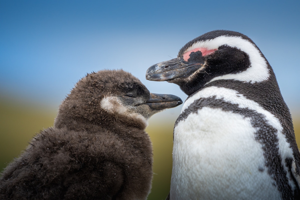 pinguinos en la antartida por Albert Dros