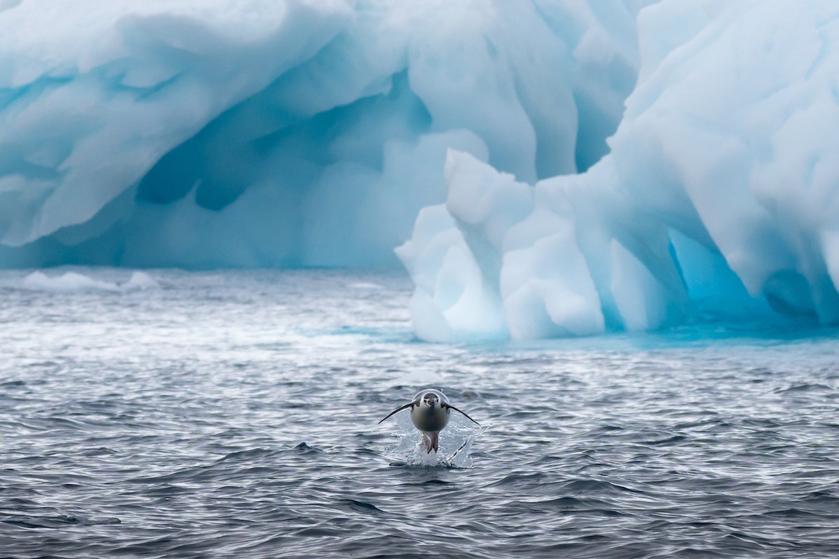 Penguin Swimming in Antarctica