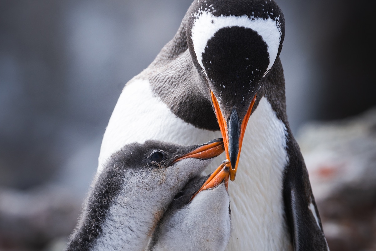Penguins in Antarctica by Albert Dros