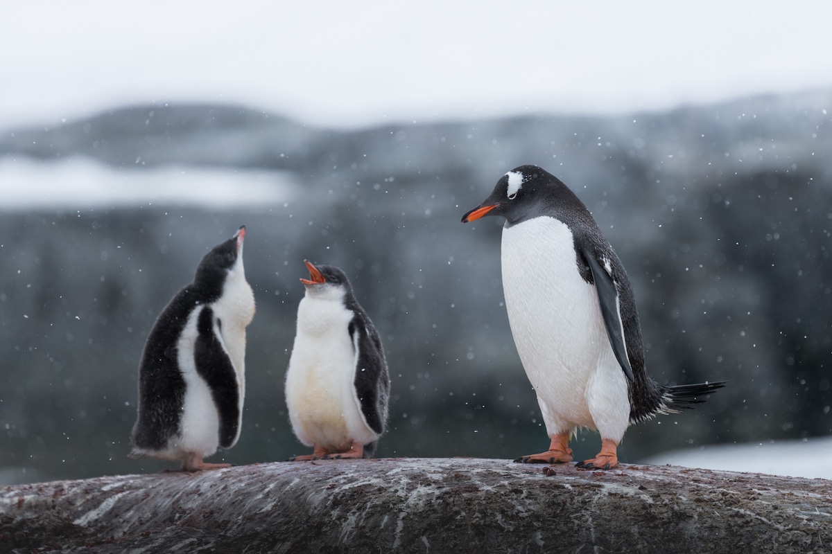 Pinguinos en el polo sur