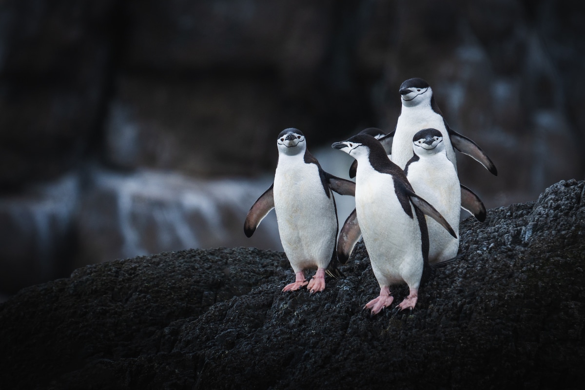 fotos de pinguinos en la antartida.