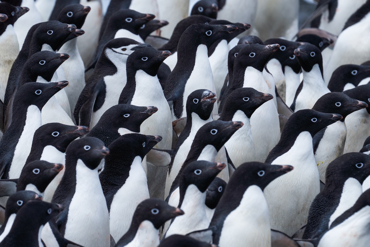 Group of Penguins in Antarctica