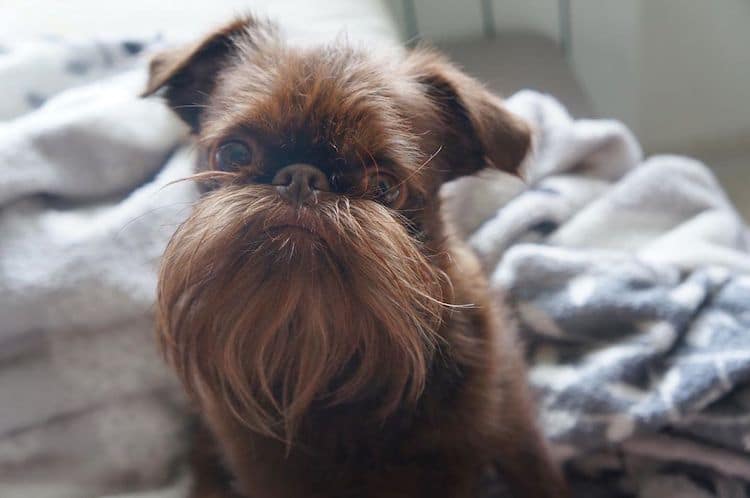 Hipster Dog Has a Long Beard That Many Humans Would Love to Rock