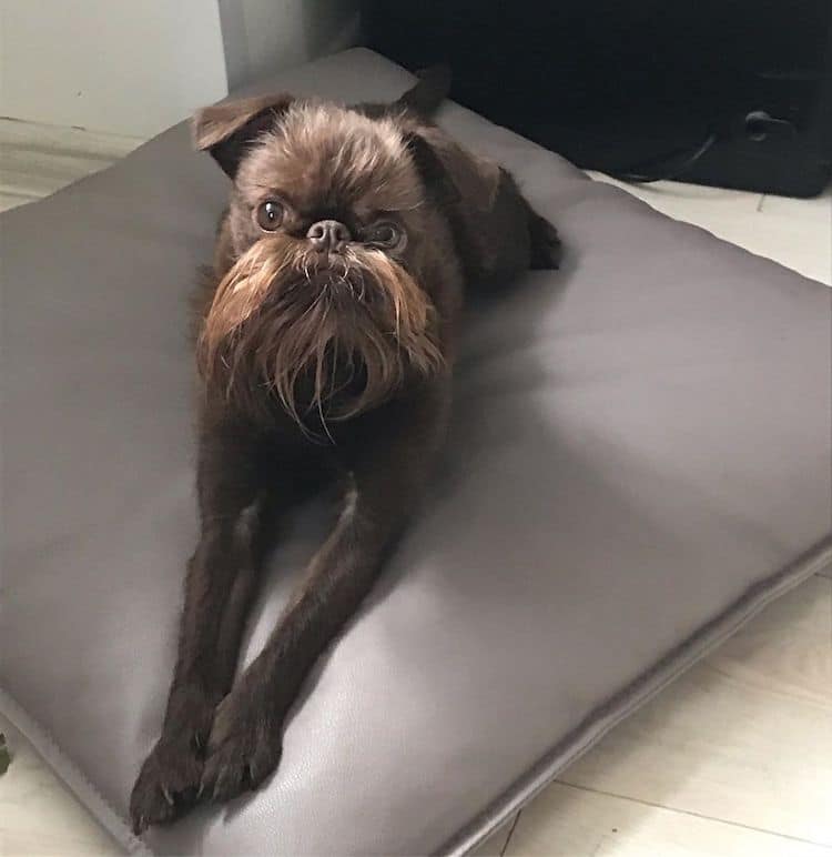 Petite Belgian Griffon Hipster Dog