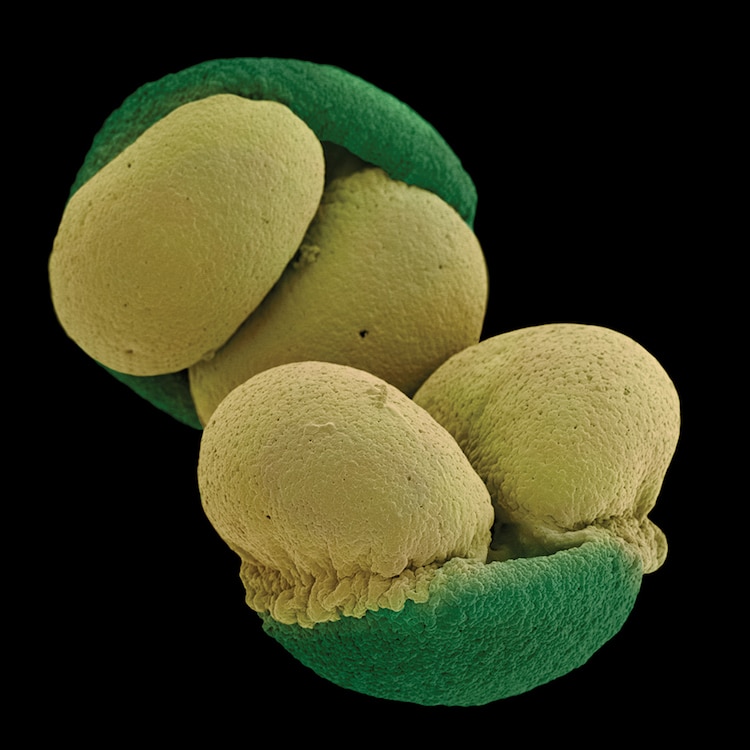 Rob Kessler micrografias de plantas