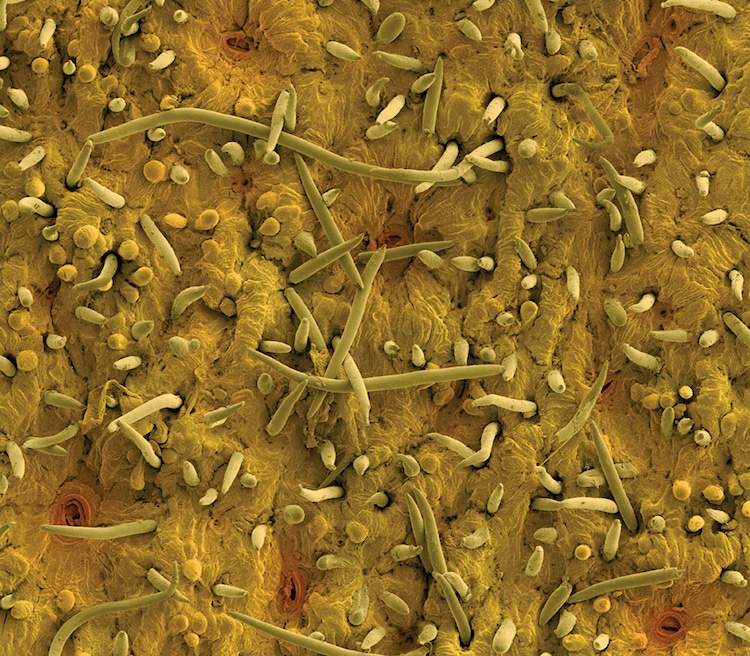 Rob Kessler micrografias de plantas