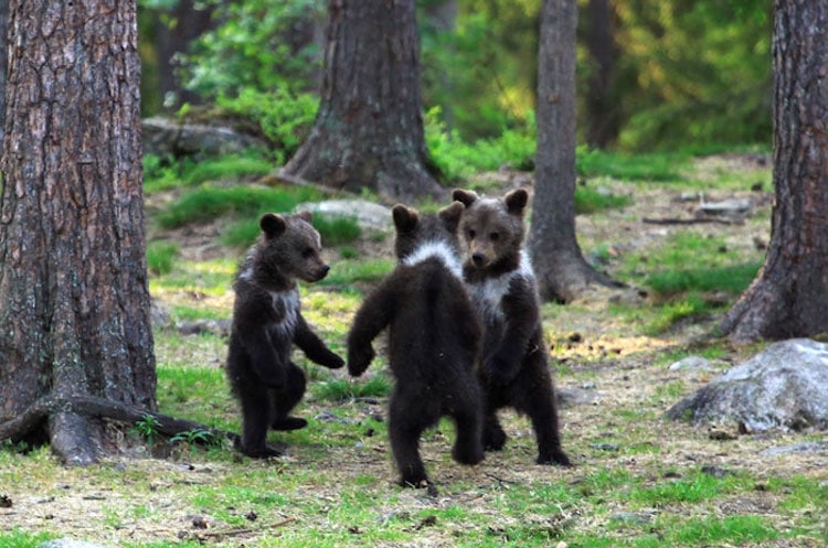 Fotos de osos bailarines en Finlandia