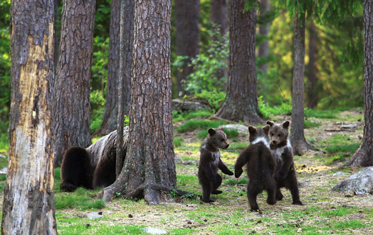 Bear Cubs in the Finnish Forest