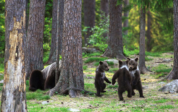 Fotos de ositos bailarines en Finlandia