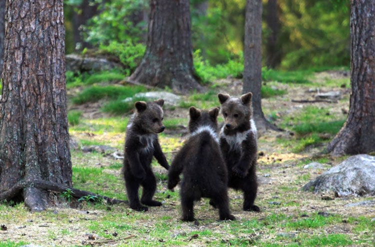 Bear Cubs in the Finnish Forest