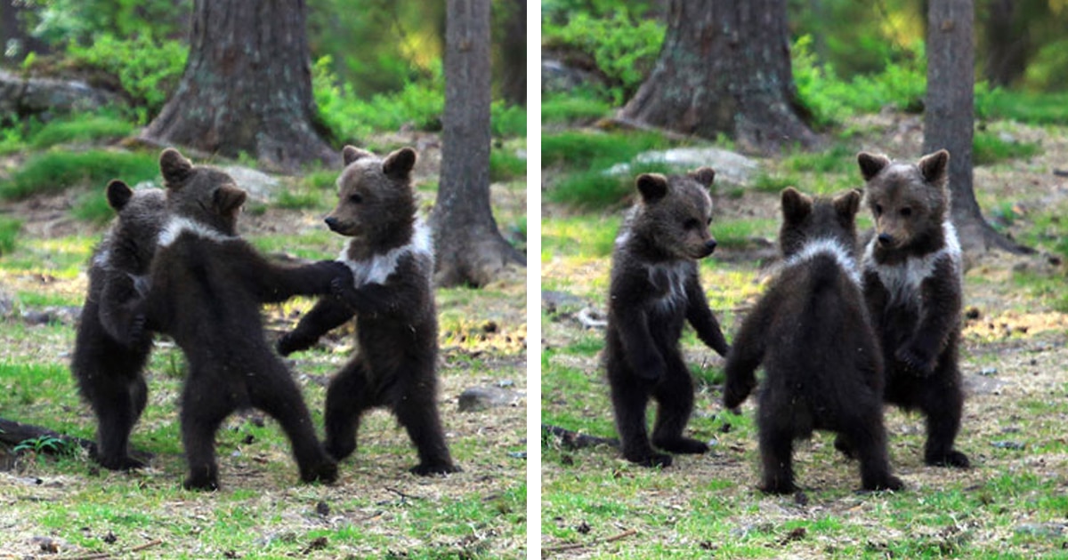 404 error page deisgn example #175: Photographer Discovers Three “Dancing” Bear Cubs Having Fun in Finnish Forest