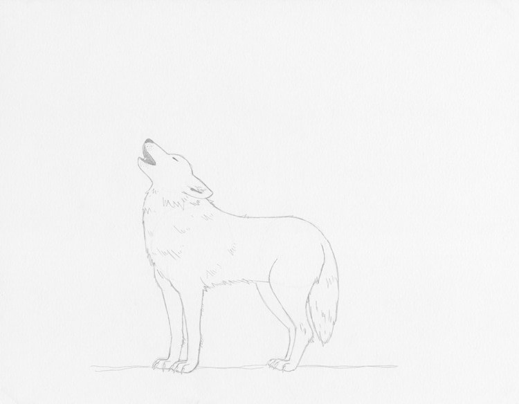 Learn How To Draw A Wolf Howling At The Moon Step By Step