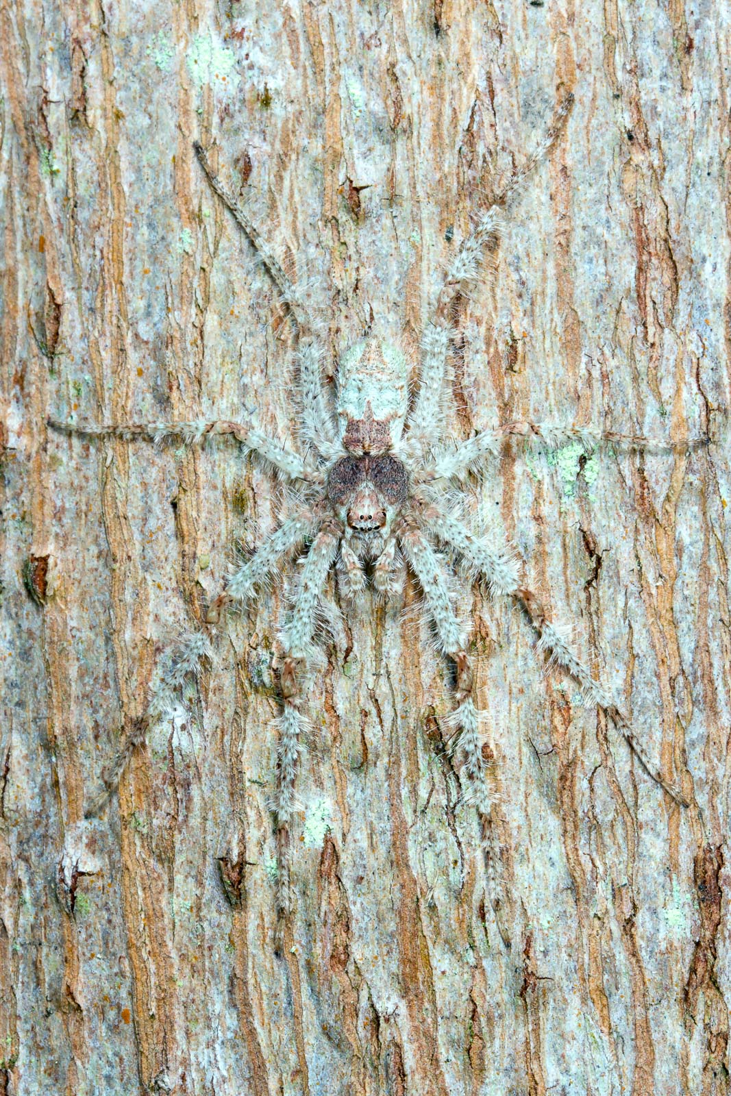 Tree Dwelling Spider Camouflaged on Tree