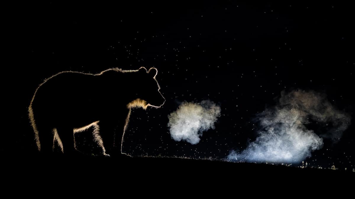 Brown Bear Backlit