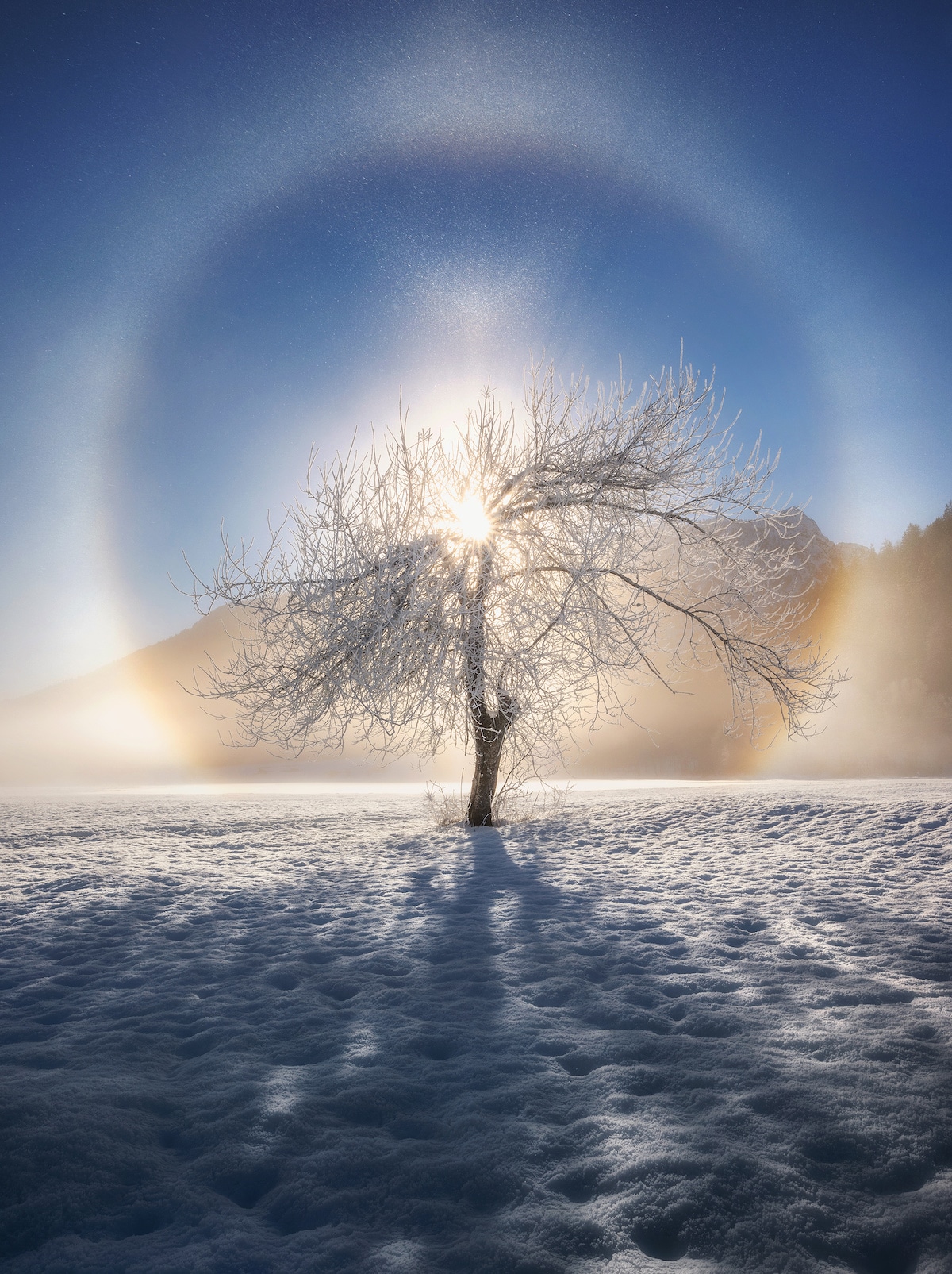 Halo Effect Around Snowy Tree