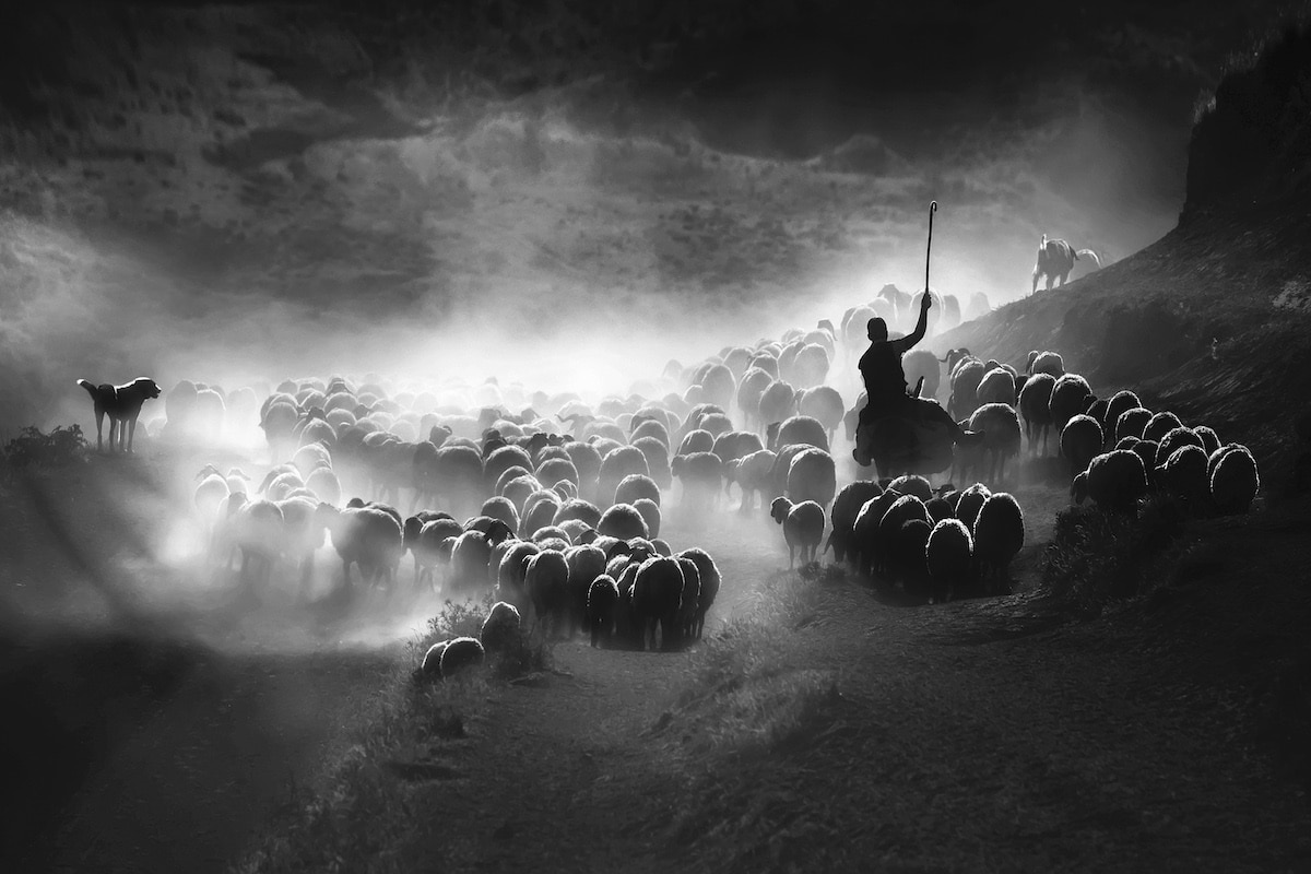 在土耳其放牧绵羊
