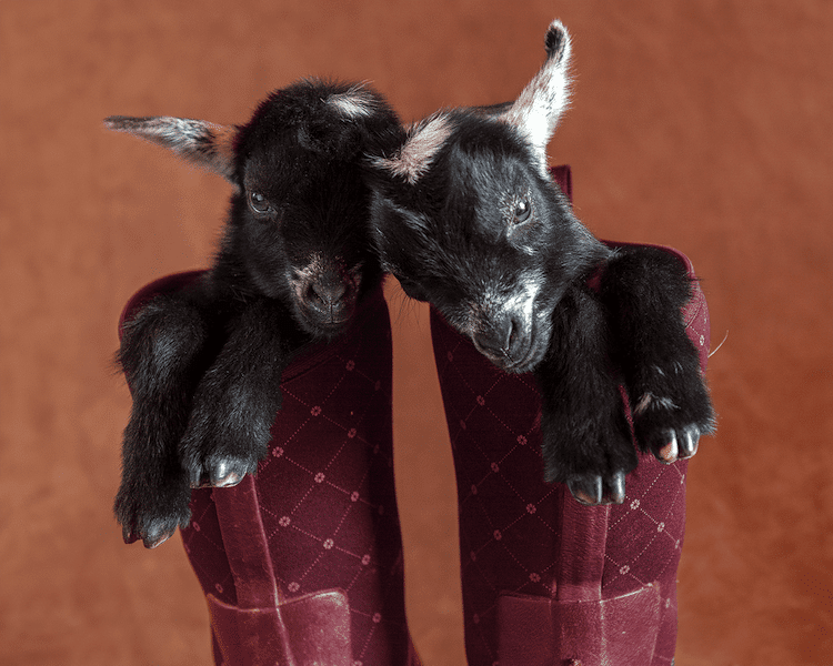 Cute Baby Goat Photos