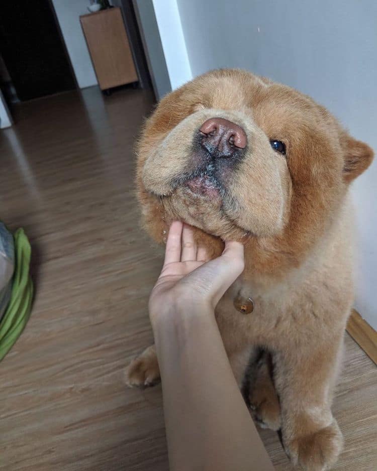 perro chow chow perro oso de peluche
