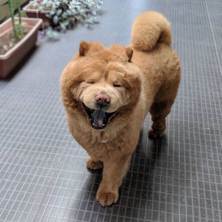 perro chow chow perro oso de peluche