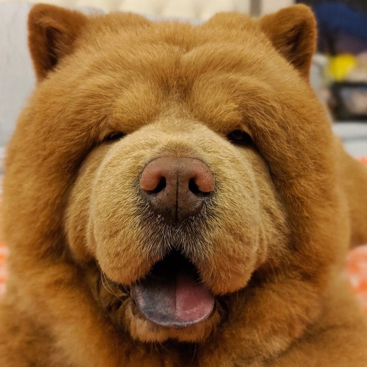 Este Adorable Perro Chow Chow Parece Un Oso De Peluche