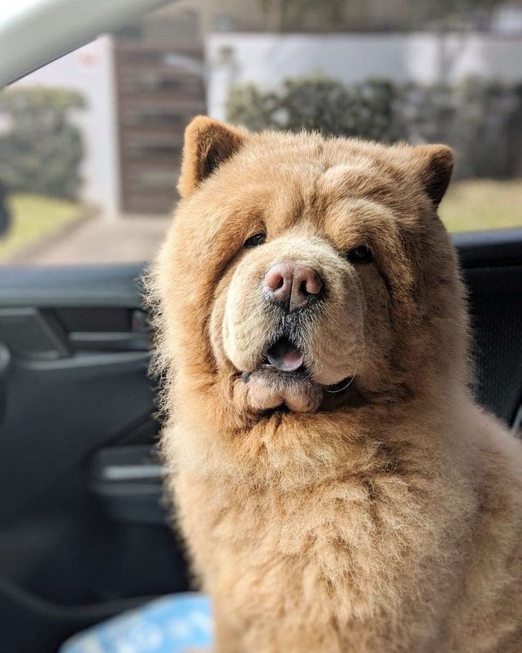 teddy bear dog chow chow