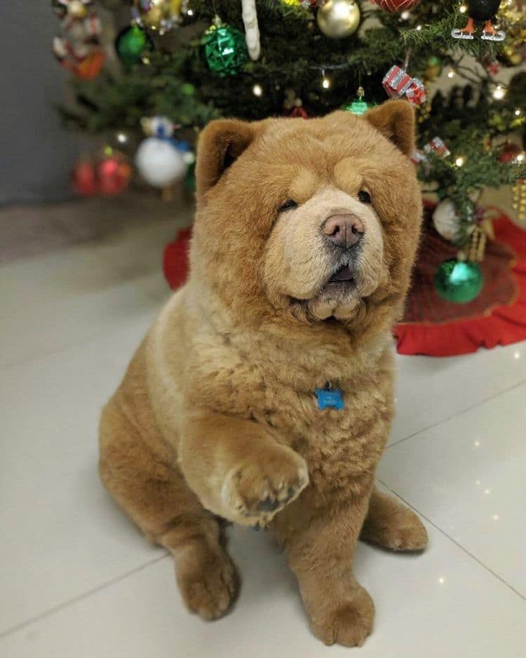 perro chow chow perro oso de peluche