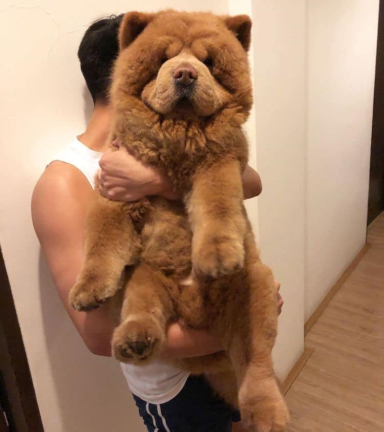 perro chow chow perro oso de peluche