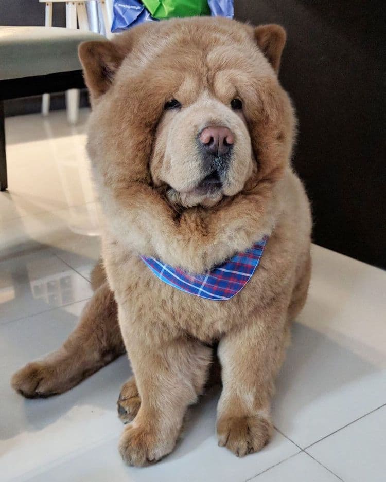 perro chow chow perro oso de peluche