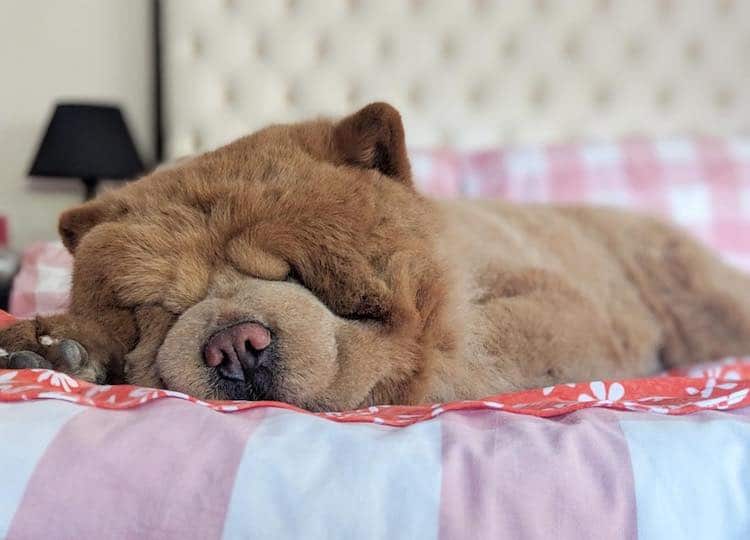 perro chow chow perro oso de peluche