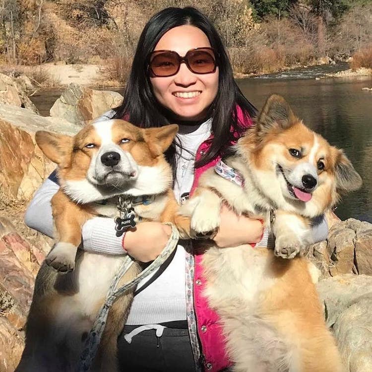 Fotos de corgis adorables del grupo de Facebook Disapproving Corgis