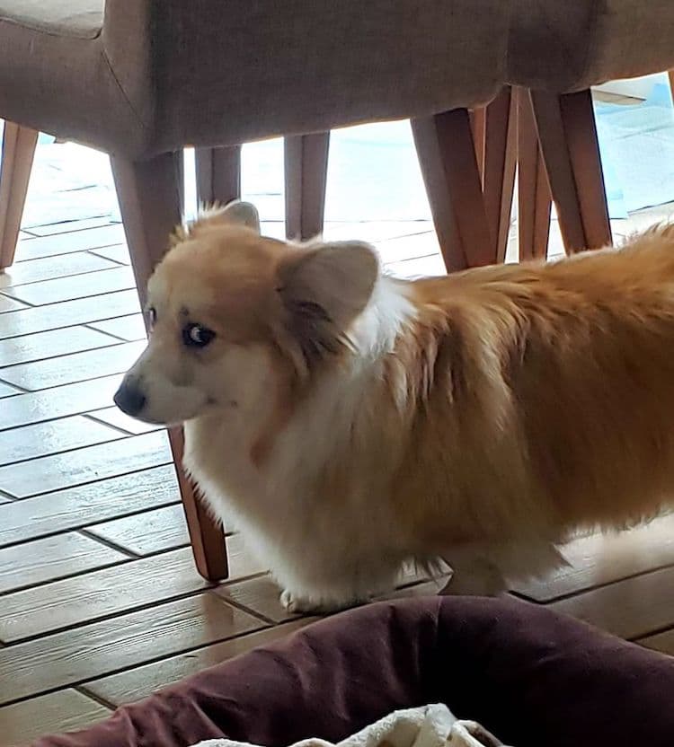 Fotos de corgis adorables del grupo de Facebook Disapproving Corgis