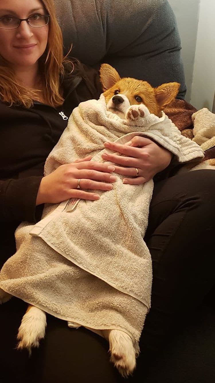 Cute Corgi Photos